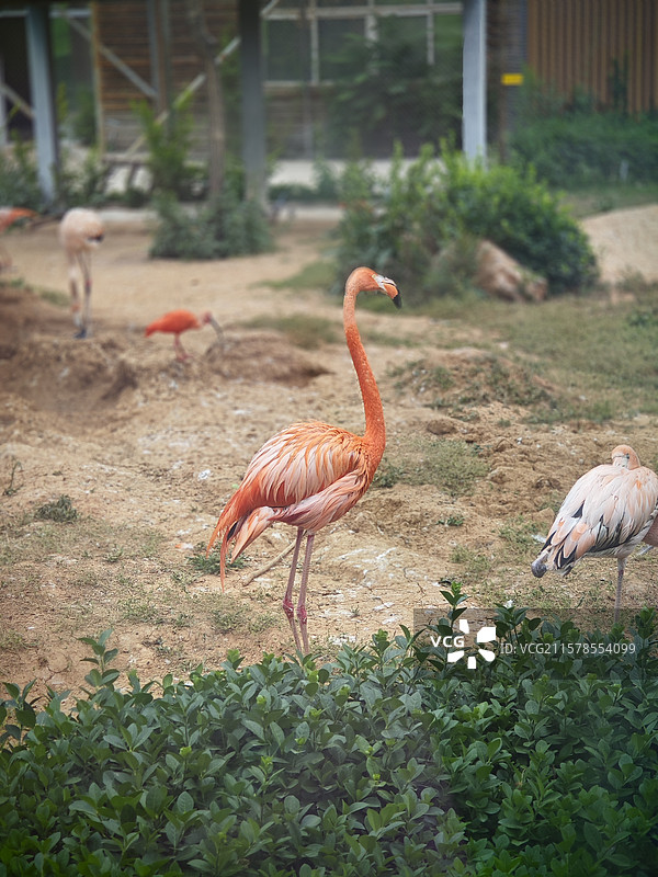 太原动物园——火烈鸟图片素材