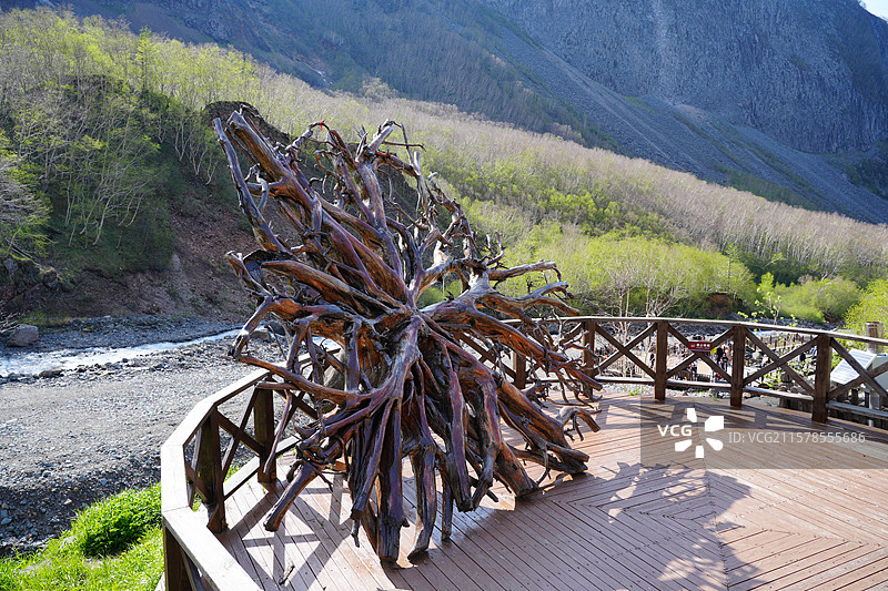 树根  根雕 长白山景区图片素材