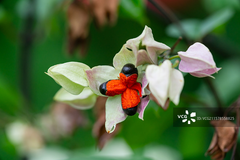 龙吐珠图片素材