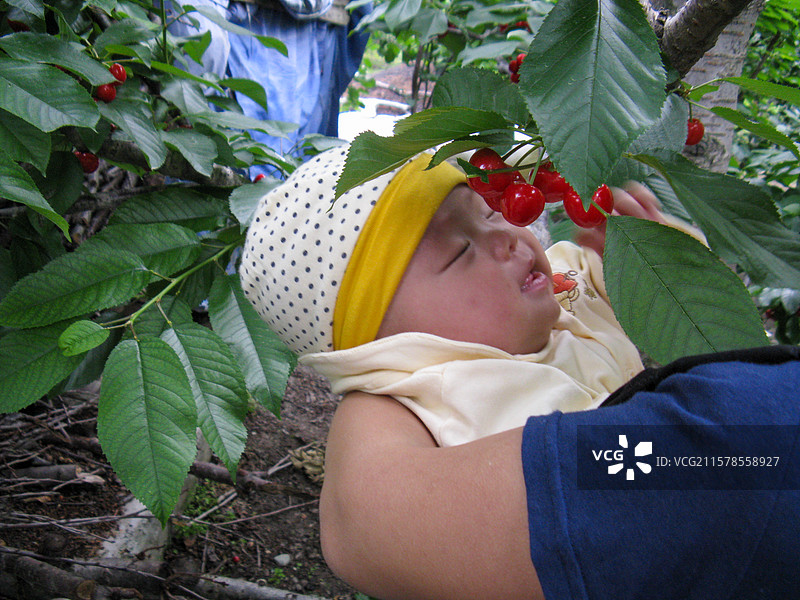 四个月大的婴儿在四川阿坝茂县牟托村樱桃果园里闻树上的樱桃图片素材