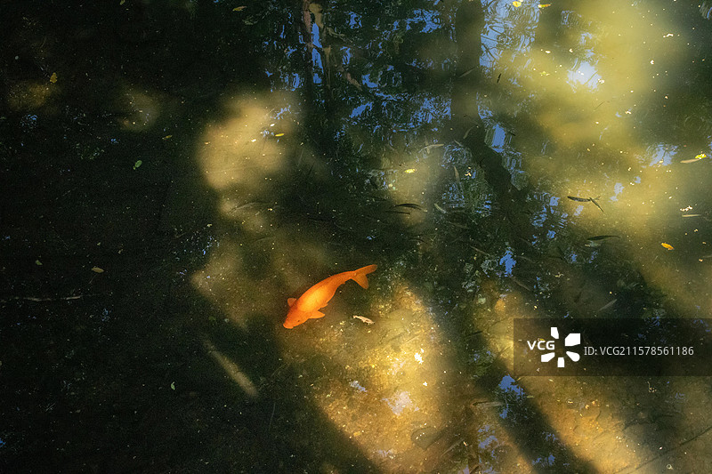 池塘里的金鱼图片素材