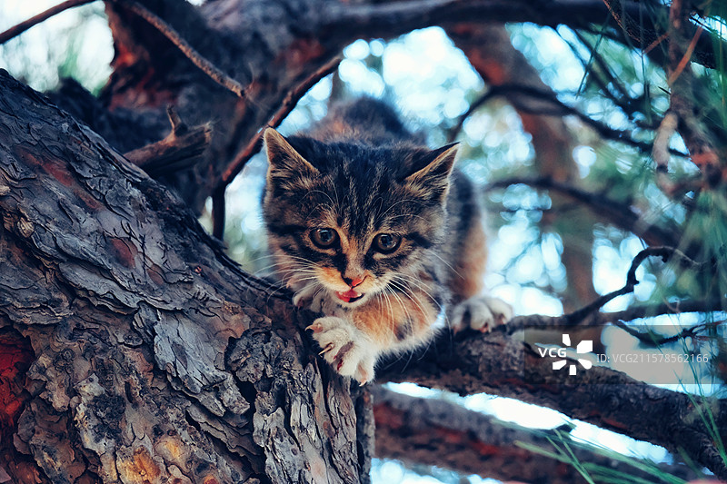 户外松树上的可爱小野猫。狸花猫。宠物头像肖像图片素材