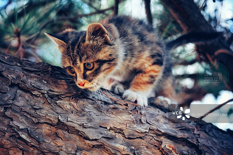 户外松树上的可爱小野猫。狸花猫。宠物头像肖像图片素材