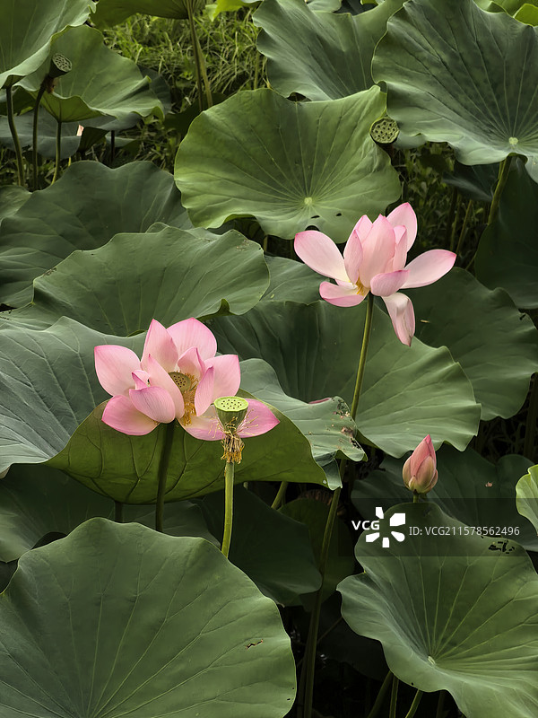 荷花盛开的云林生态体育公园图片素材