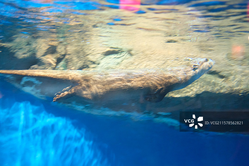 萌宠乐园。自在游泳的可爱小水獭图片素材
