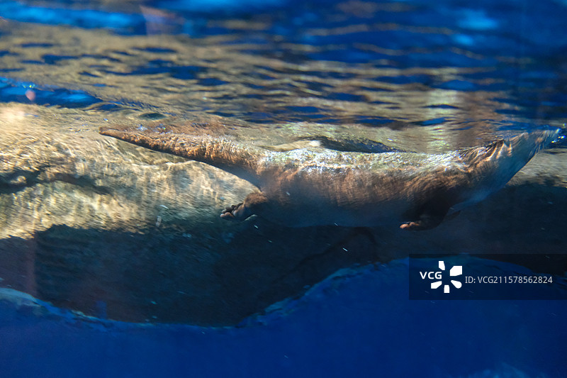 萌宠乐园。自在游泳的可爱小水獭图片素材