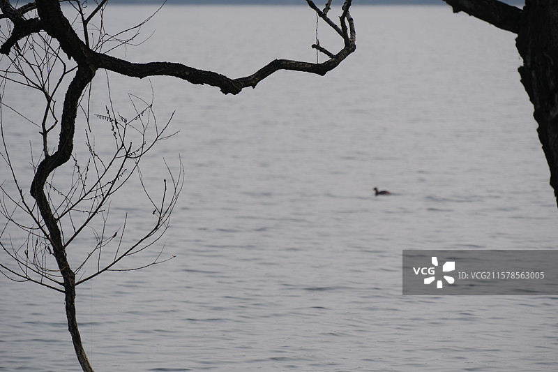 冬天湖水枯树枝水鸟水禽。野鸭。高清风景背景图图片素材