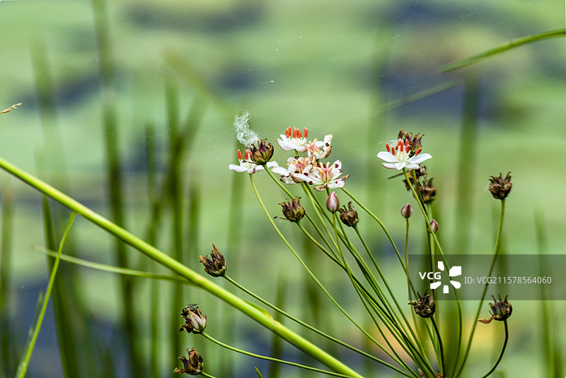 花蔺特写图片素材