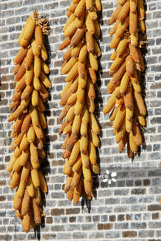 大丰收 墙上满满地晾晒着玉米图片素材
