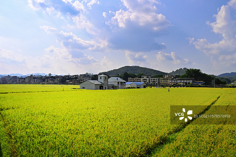 夏日稻田：远处村落、屋舍错落，与青山相映，时光在此慢下来，藏着烟火与自然，是乡土最动人的模样。图片素材