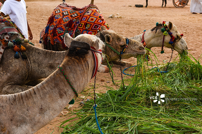 埃及沙漠中匍匐休息的骆驼图片素材
