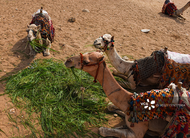 埃及沙漠中匍匐休息的骆驼图片素材