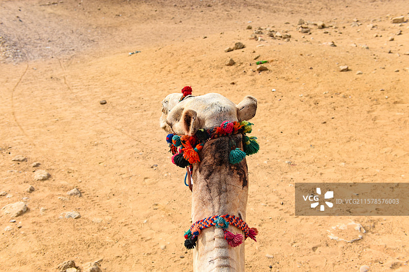 行走的沙漠骆驼背部近景图片素材