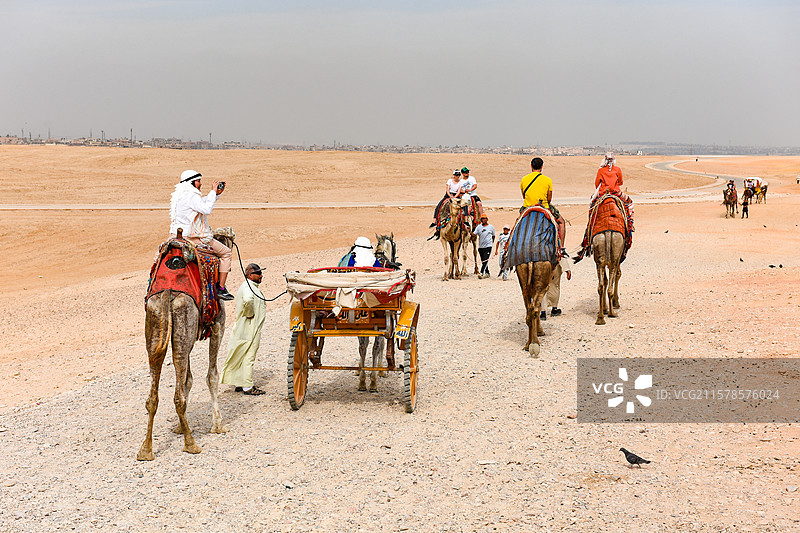 埃及金字塔前的骆驼队图片素材
