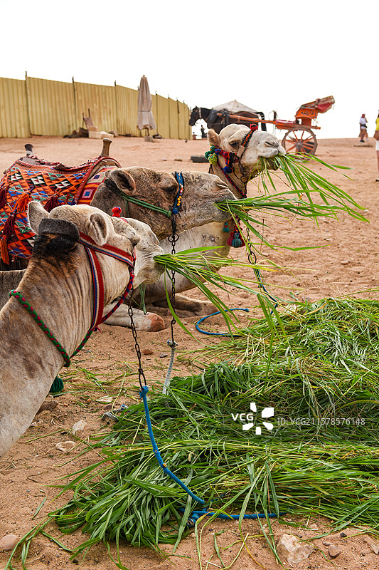 埃及沙漠中匍匐休息的骆驼图片素材