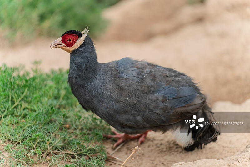 蓝马鸡（青海省野生动物园）图片素材