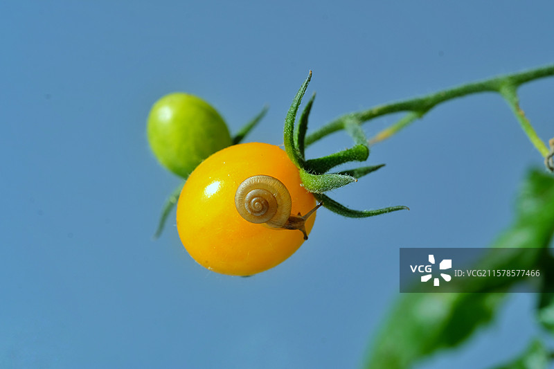 微距蜗牛。红叶。月季花。绿叶。爬圣女果。李花。黄叶图片素材