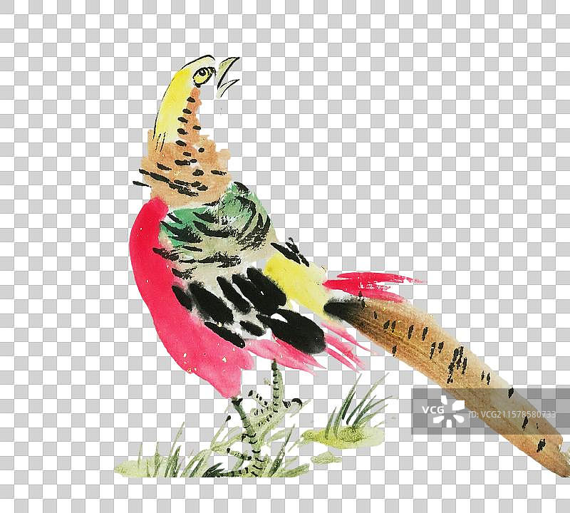 手绘 中国画 水墨 插画 点缀 元素 锦鸡 美丽 鸟类图片素材