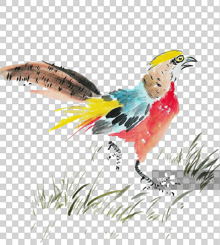 手绘 中国画 水墨 插画 点缀 元素 锦鸡 美丽 鸟类图片素材