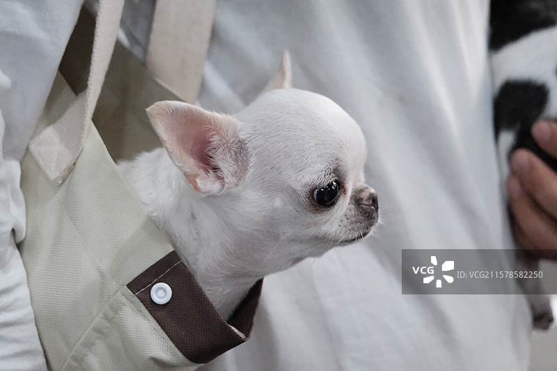 宠物展上看到的各种可爱的猫猫狗狗，小动物们图片素材