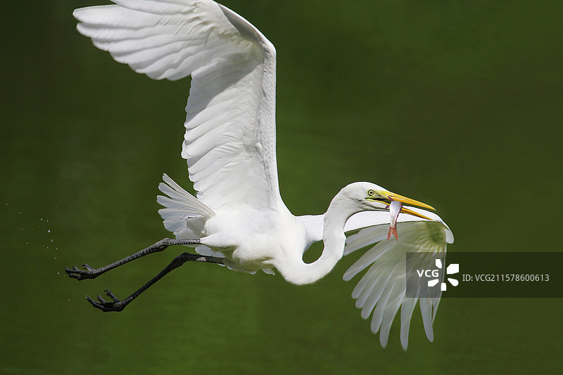 白鹭叼鱼   白鹭以活鱼为主食，摄影师蹲守近距离拍摄精彩瞬间图片素材