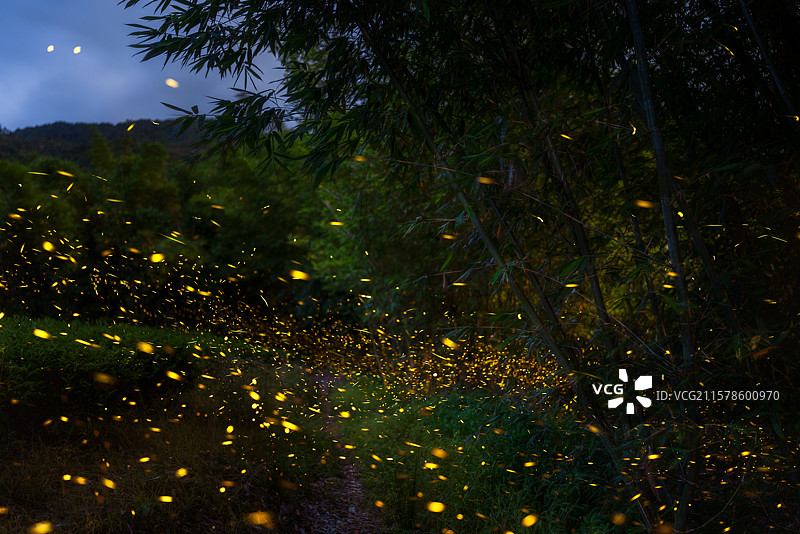 夏日夜晚树林里的萤火虫图片素材