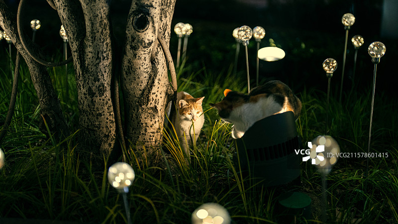 夜晚草坪中灯光映衬下的两只猫猫图片素材