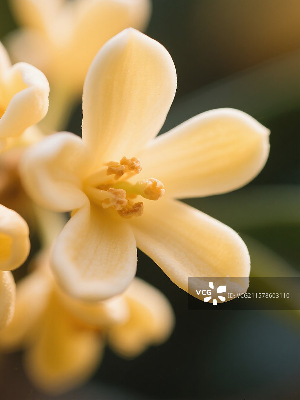 桂花的微距特写镜头图片素材