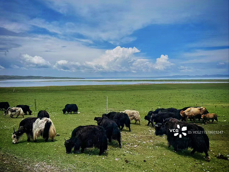 高原风光无限好！青海湖畔见牛羊！图片素材