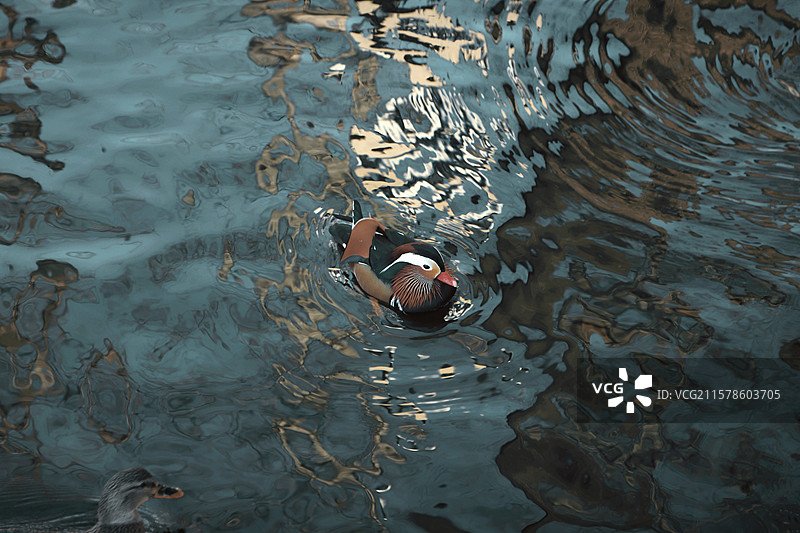 水中的鸳鸯图片素材