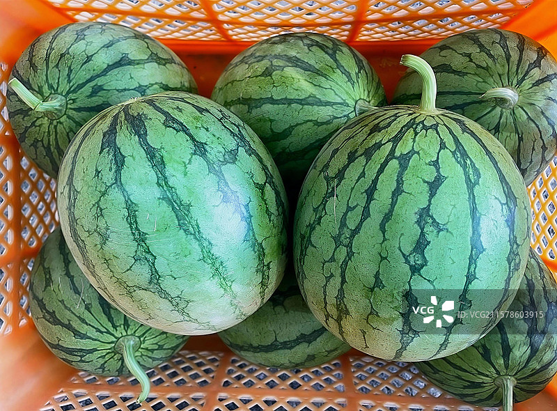 刚收获的西瓜图片素材