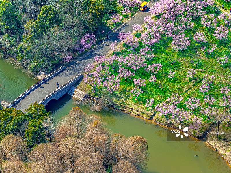 航拍上海海湾森林公园 探香湖 3月初春时节樱花盛开 奉贤区东海海滨图片素材