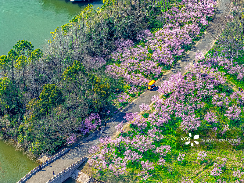 航拍上海海湾森林公园 探香湖 3月初春时节樱花盛开 奉贤区东海海滨图片素材