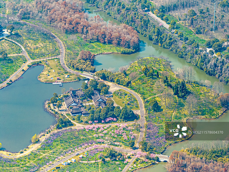 航拍上海海湾森林公园 探香湖 3月初春时节樱花盛开 奉贤区东海海滨图片素材