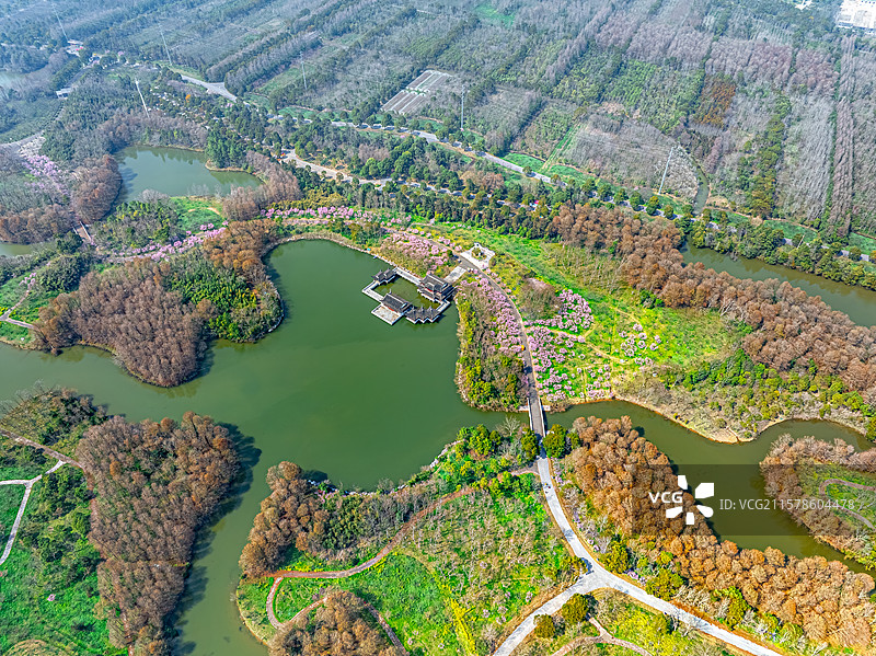 航拍上海海湾森林公园 探香湖 3月初春时节樱花盛开 奉贤区东海海滨图片素材