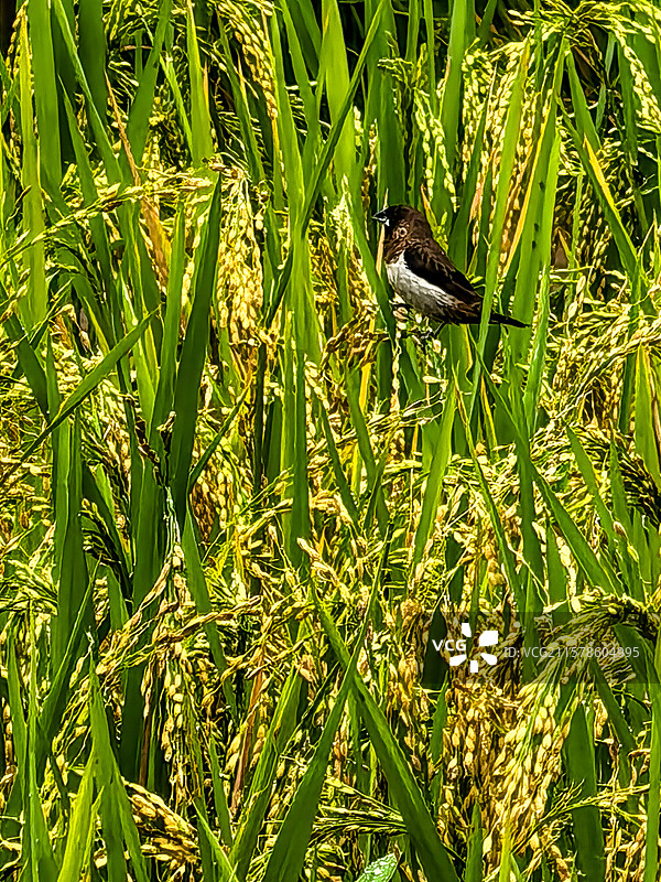 琼中农场夏天成熟的水稻和水稻田的一只麻雀图片素材
