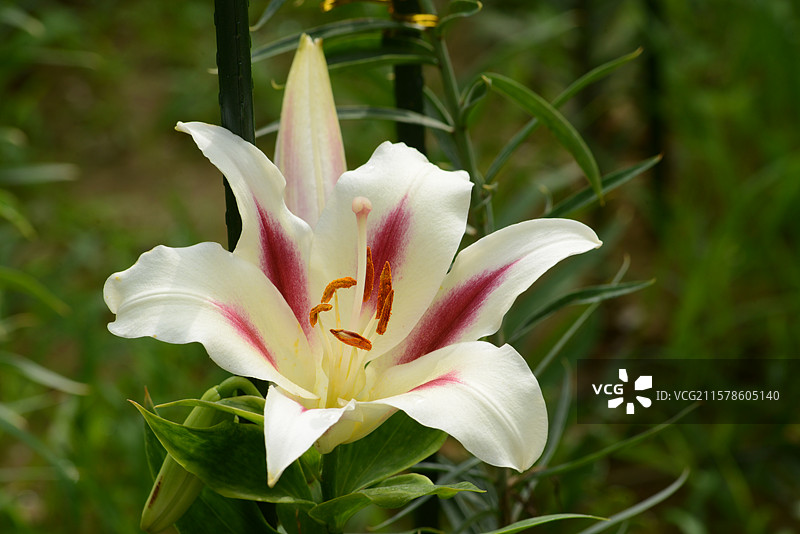花乡公园的百合图片素材