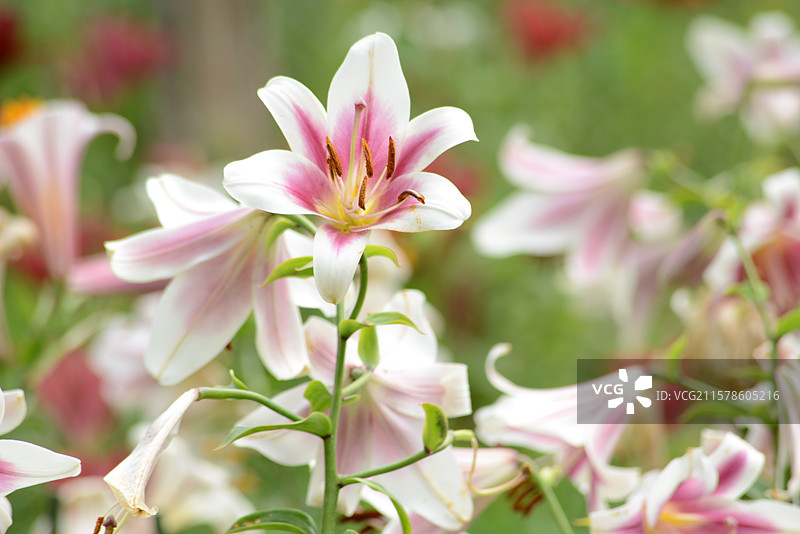 花乡公园的百合图片素材