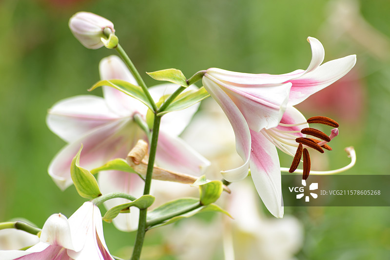 花乡公园的百合图片素材