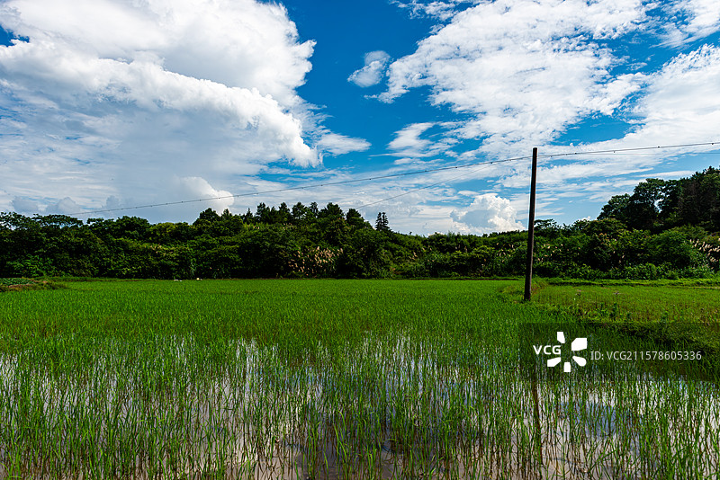 晴朗天气拍摄湖北咸宁农村稻田图片素材