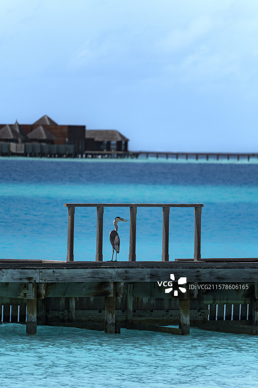 高清| 马尔代夫水屋苍鹭特写图片素材
