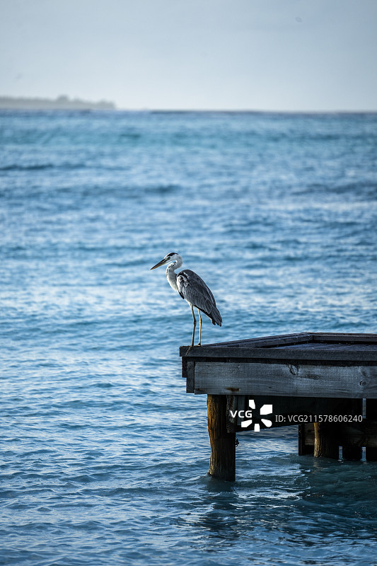 马尔代夫码头苍鹭特写图片素材