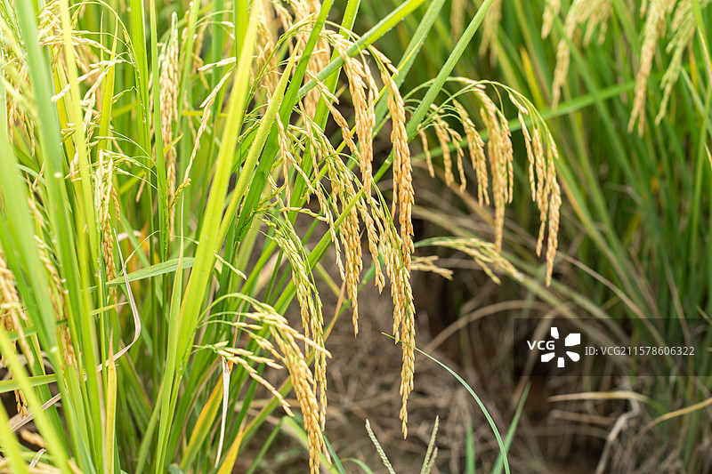 稻田里的水稻图片素材