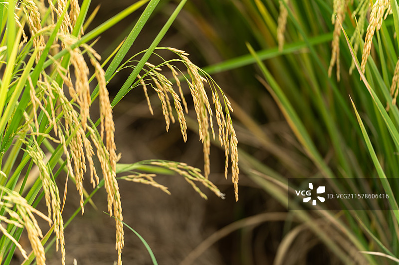 稻田里的水稻图片素材