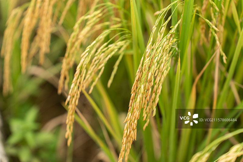 稻田里的水稻图片素材