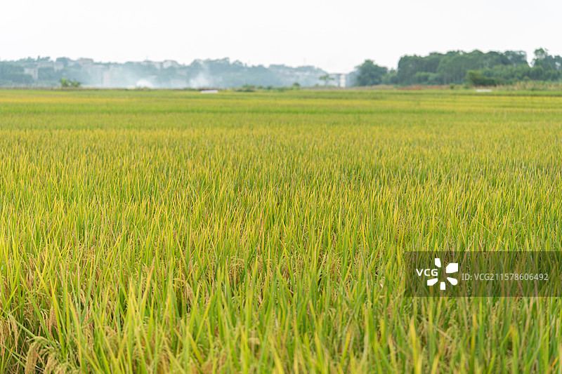 稻田里的水稻图片素材