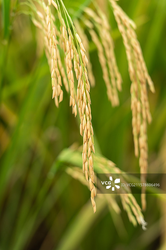 稻田里的水稻图片素材