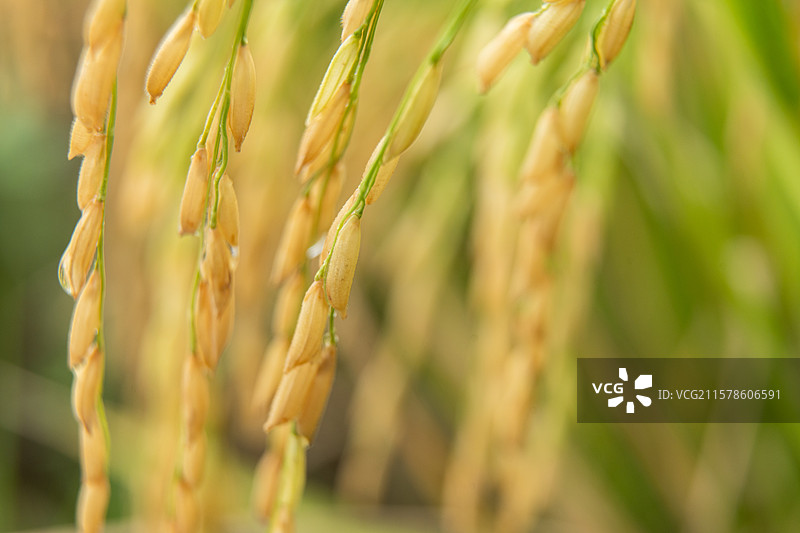 稻田里的水稻图片素材