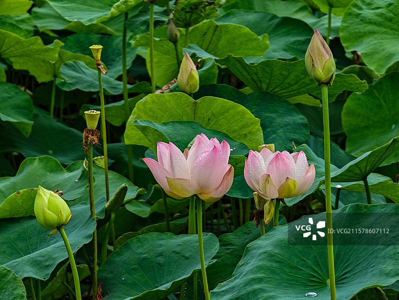 上海世博文化公园夏天雨中荷花图片素材