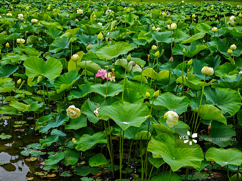 上海世博文化公园夏天雨中荷花图片素材